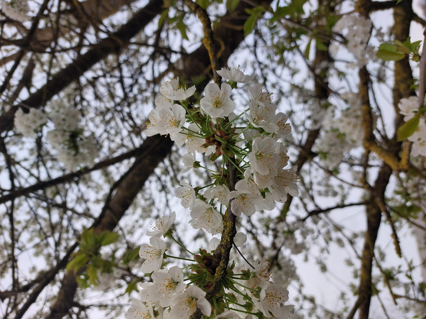 Kirschblüte