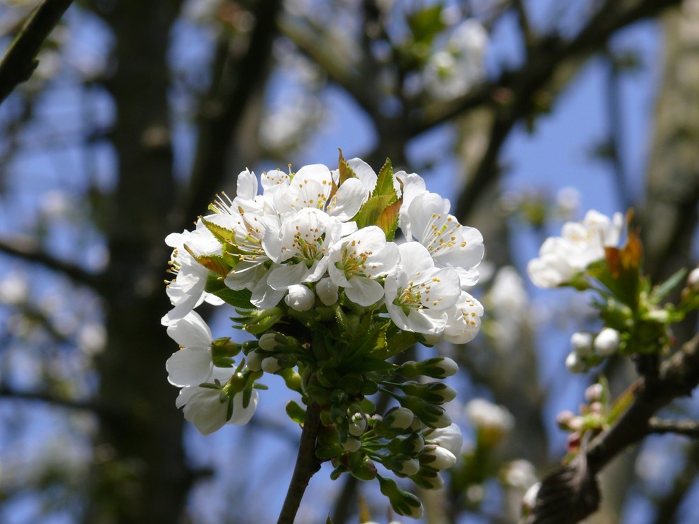 Kirschblüte