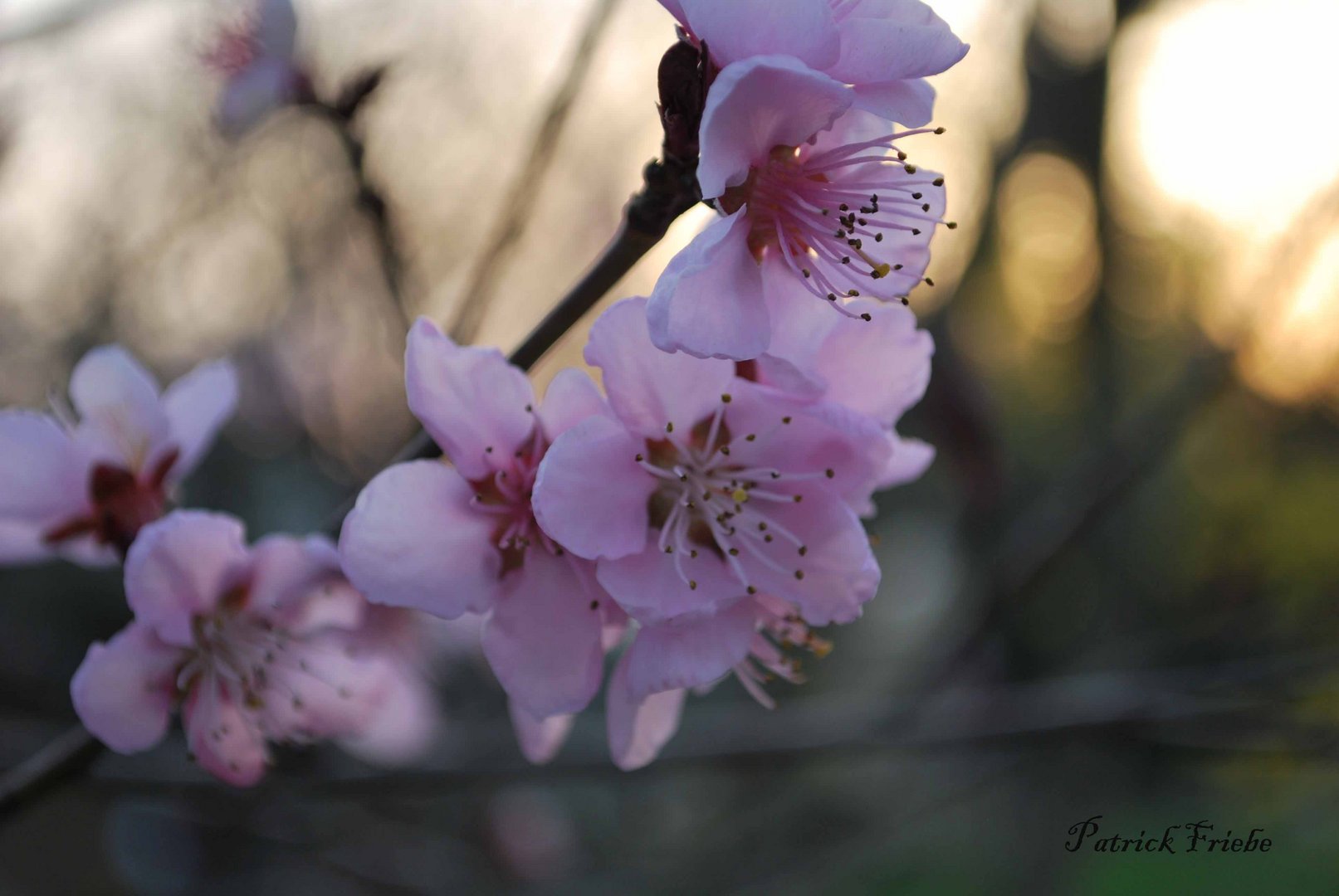 Kirschblüte