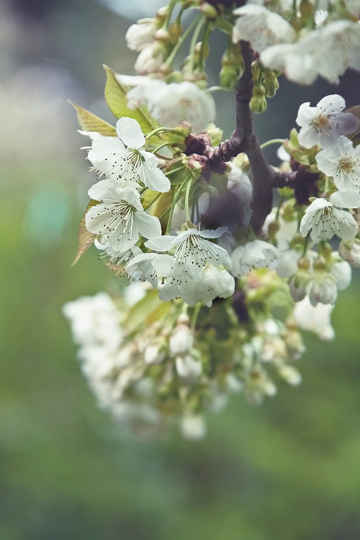 Kirschblüte