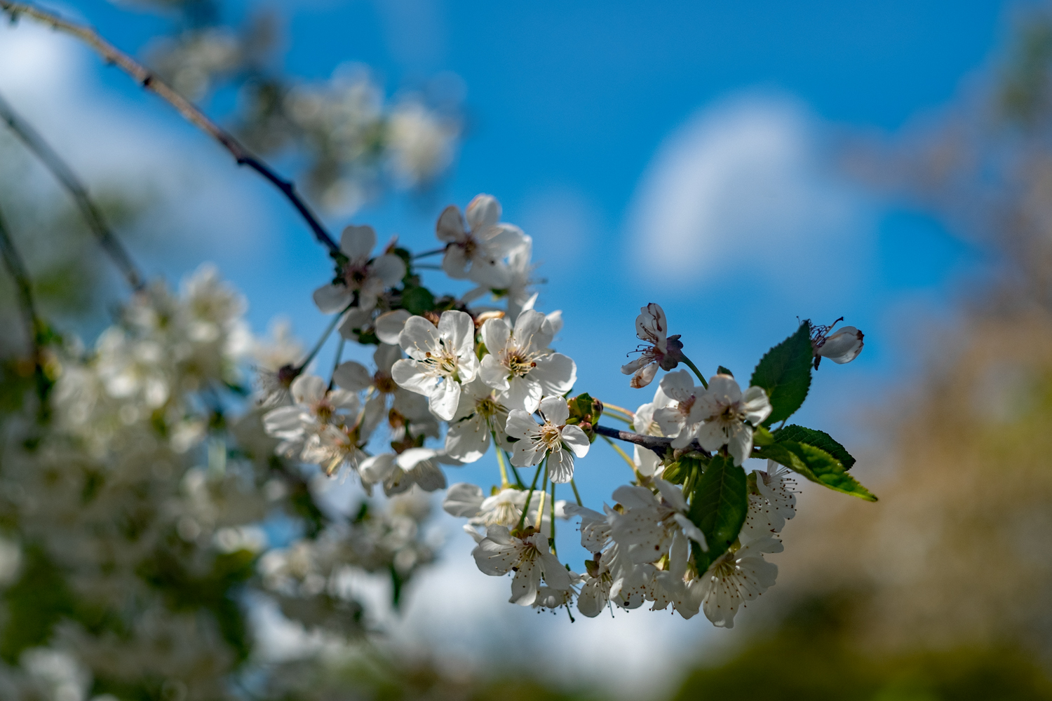 Kirschblüte