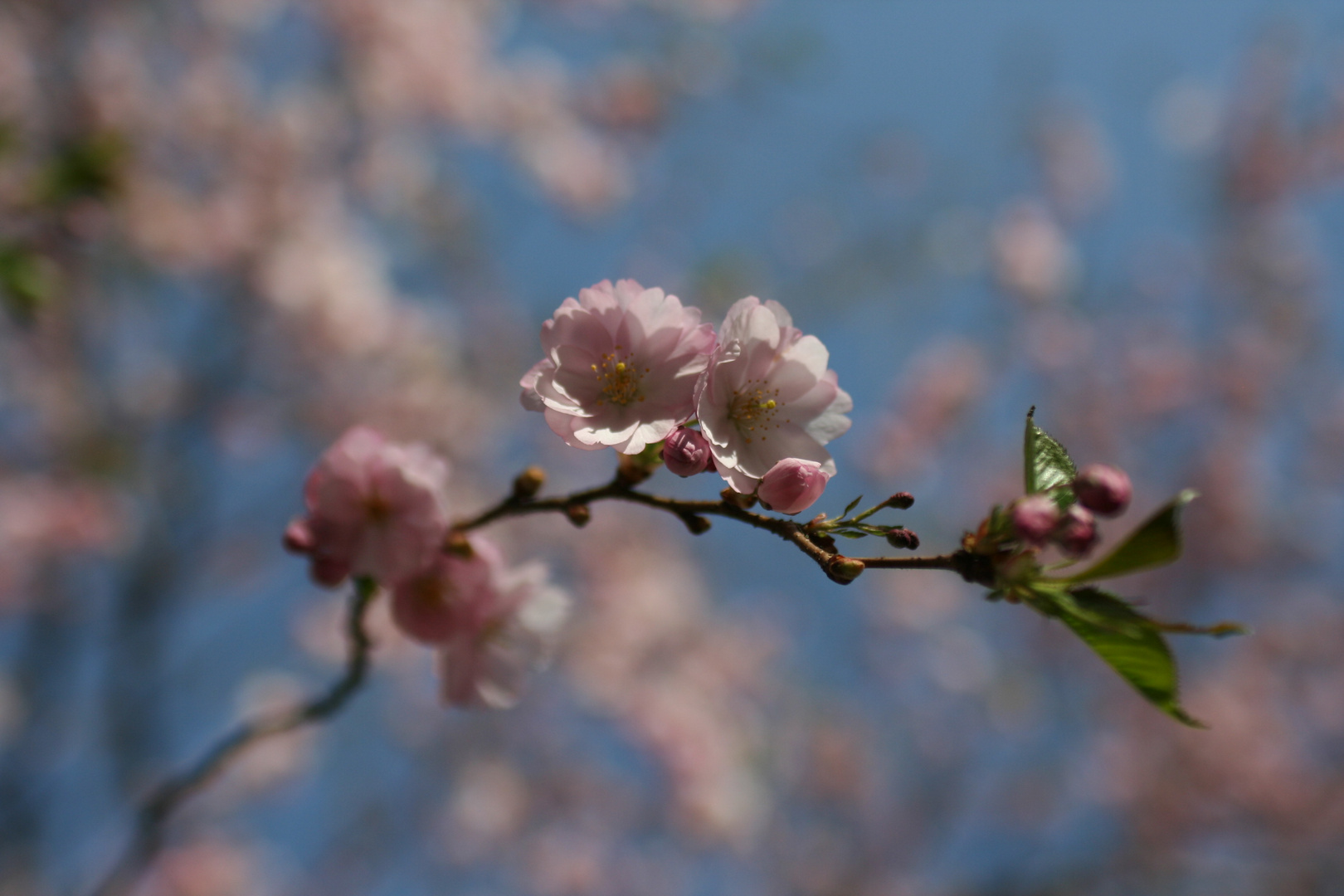 Kirschblüte