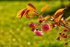 Kirschblüte