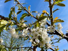 Kirschblüte
