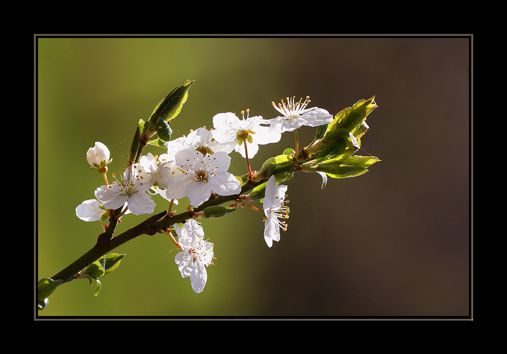 - Kirschblüte?? -