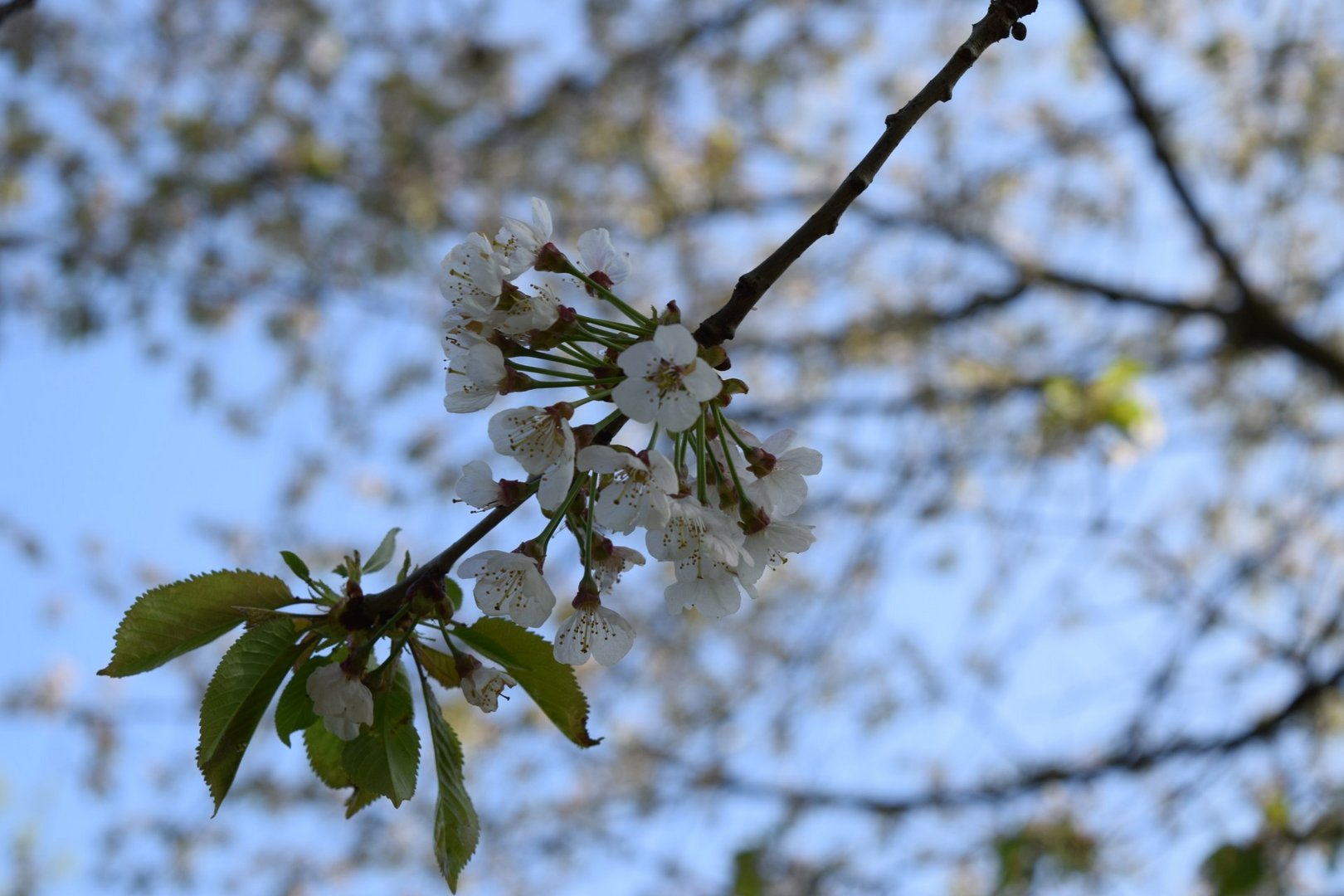 Kirschblüte