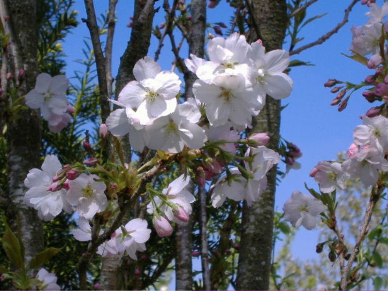 Kirschblüte