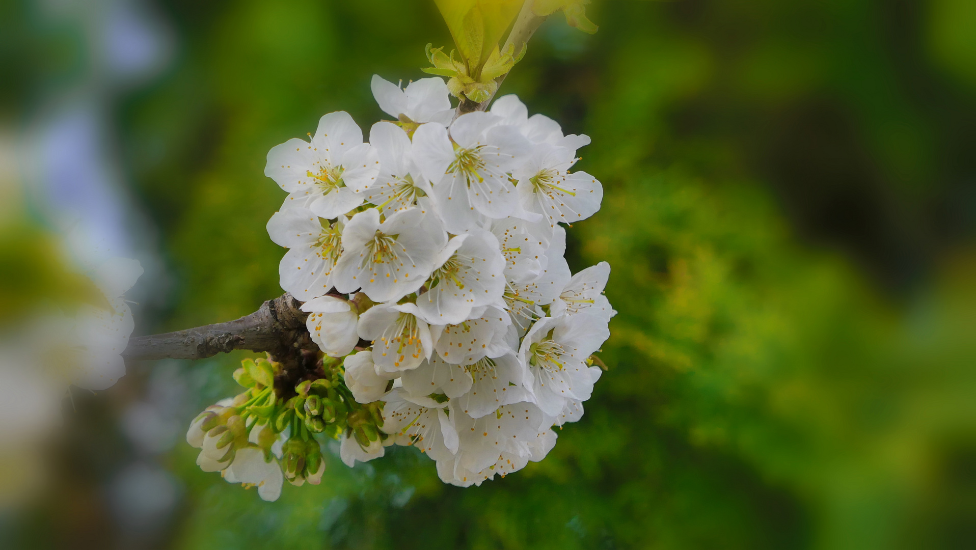 Kirschblüte