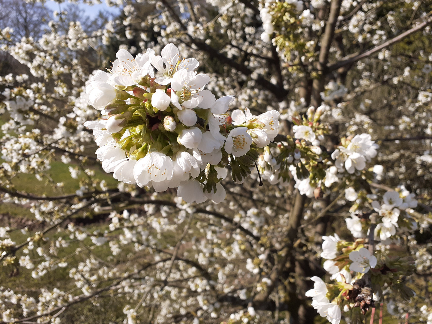 "Kirschblüte"