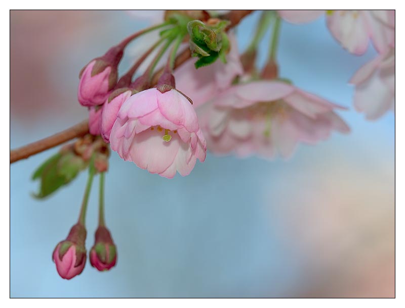 Kirschblüte