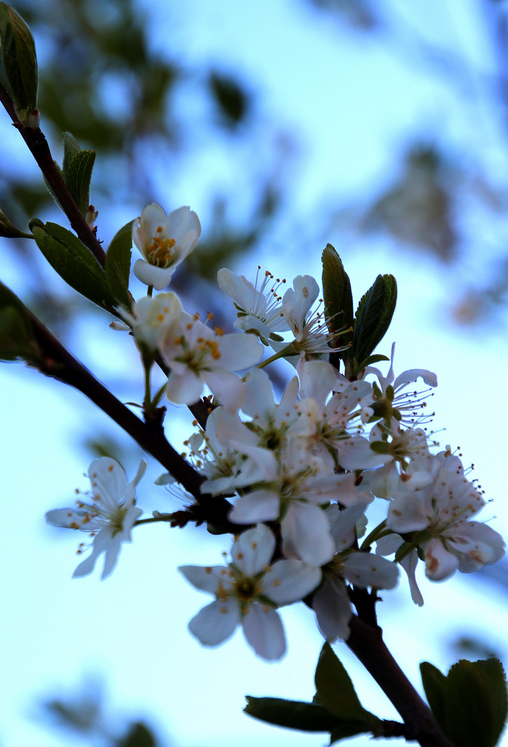 Kirschblüte ...