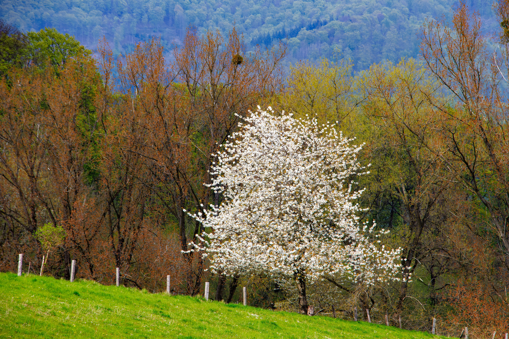 Kirschblüte