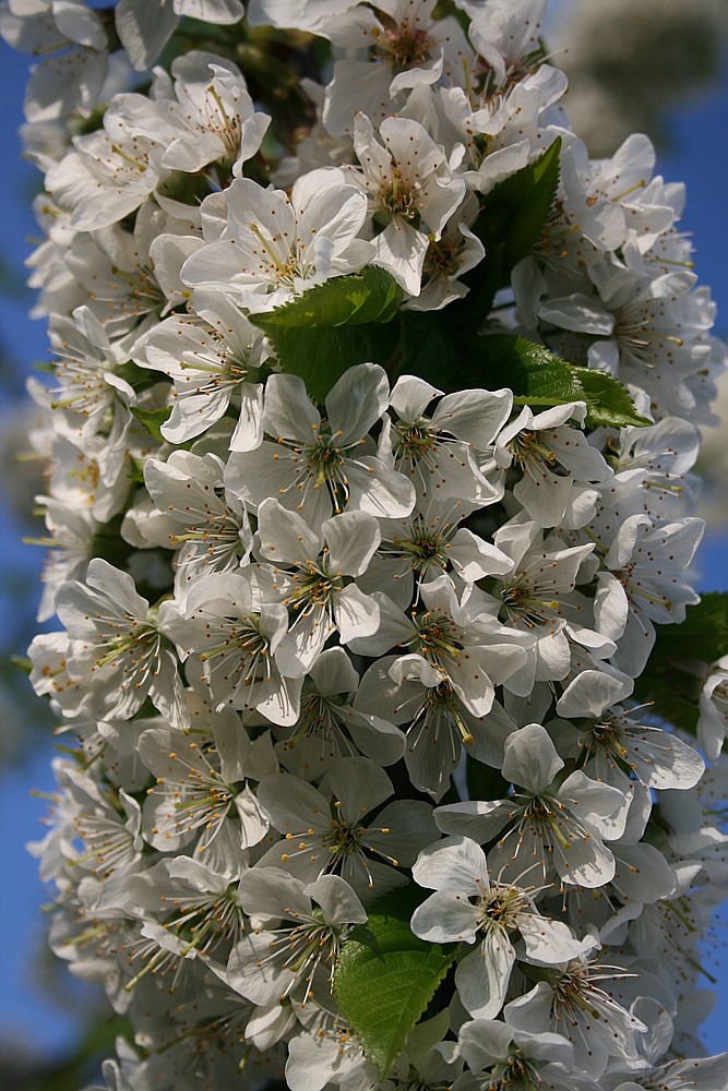 Kirschblüte