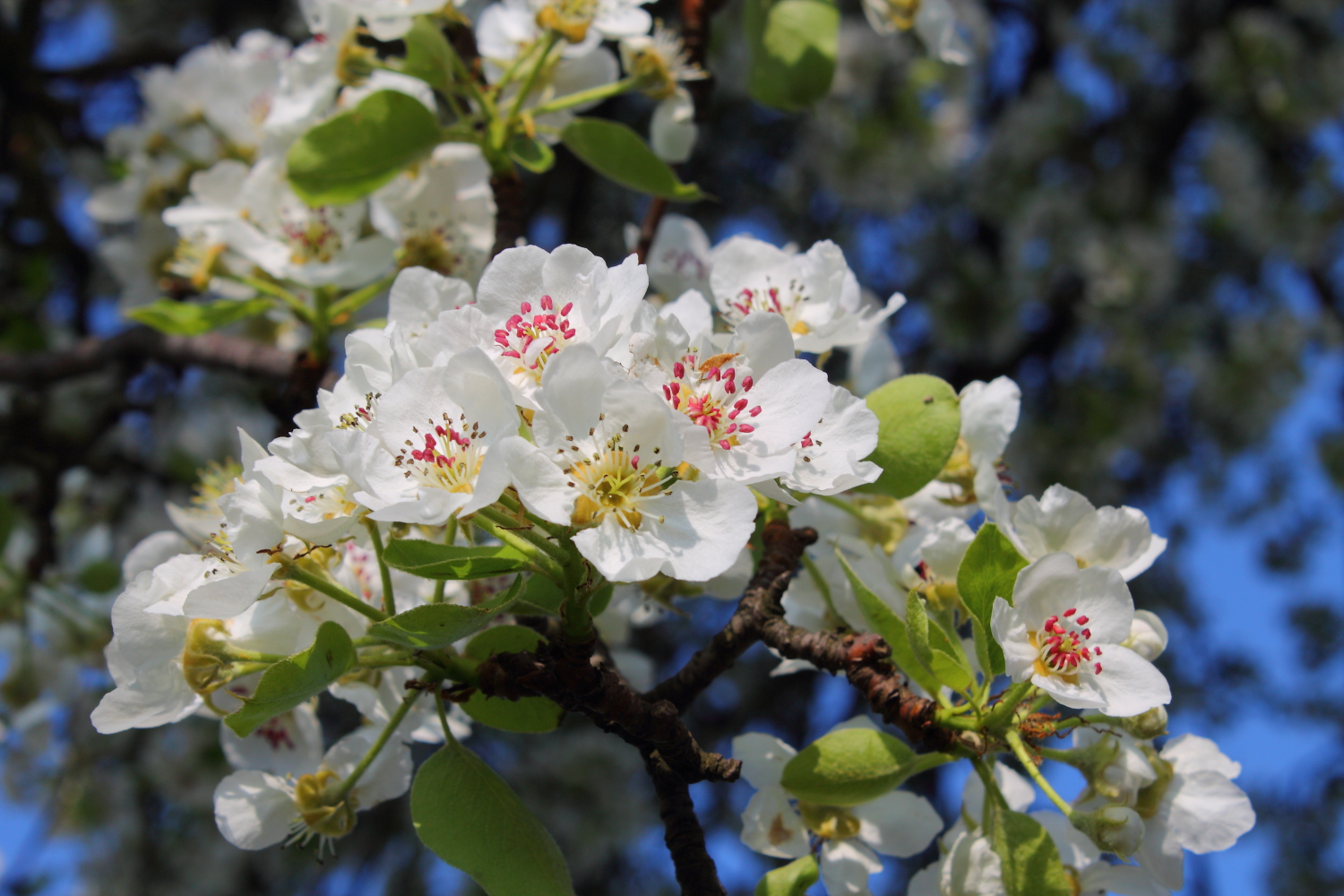 Kirschblüte