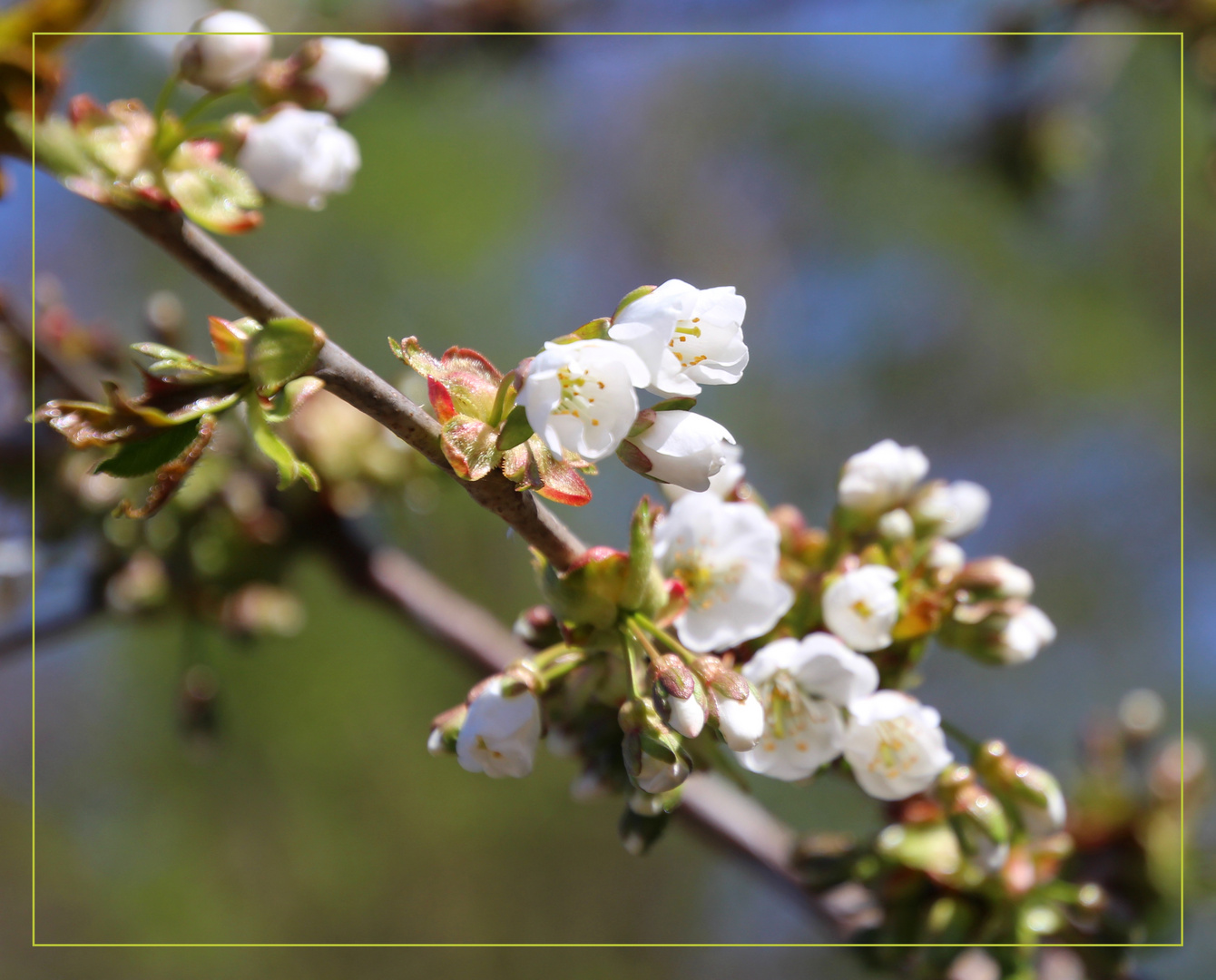 Kirschblüte