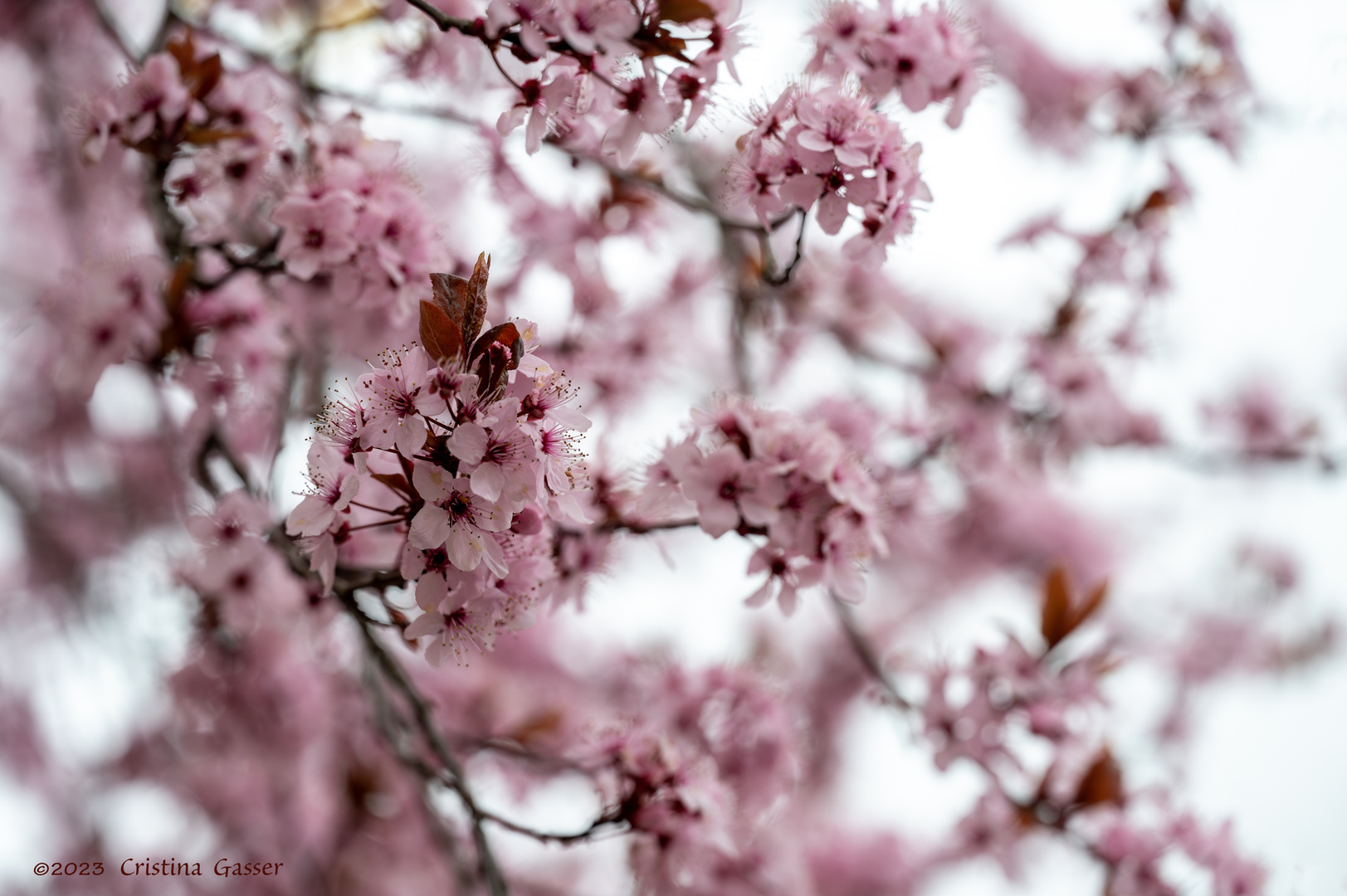 Kirschblüte