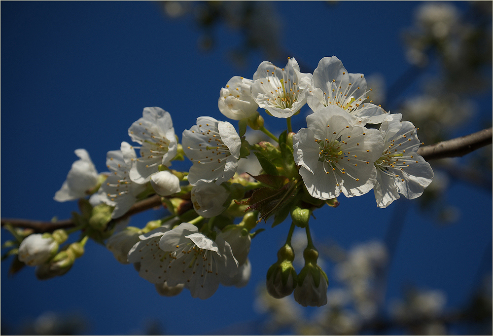 ~ Kirschblüte ~