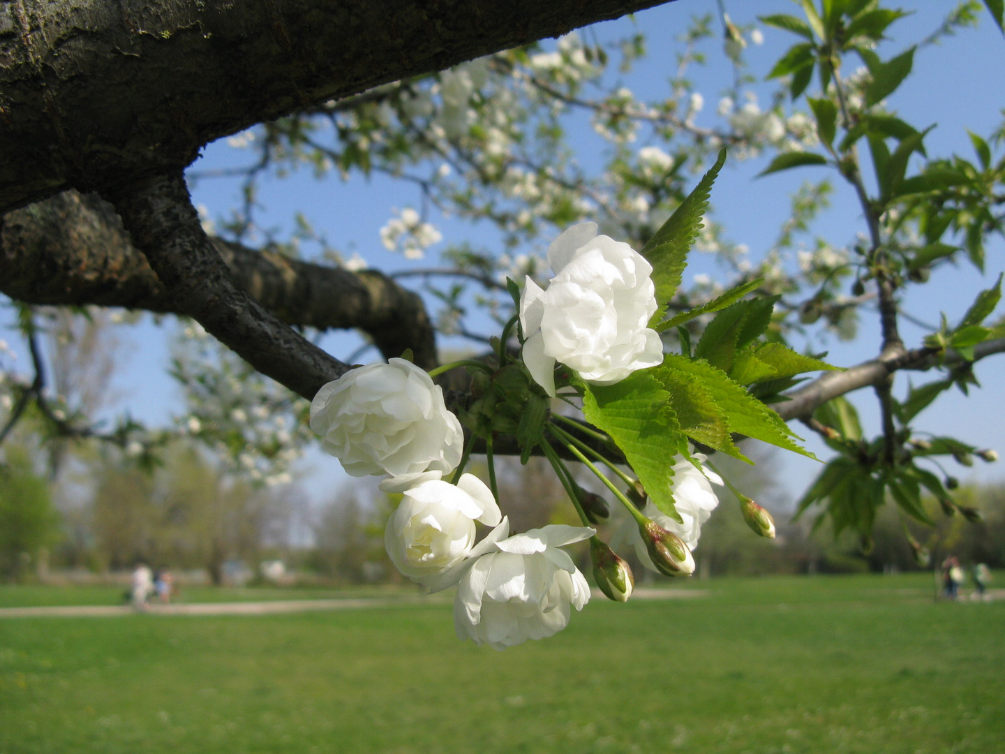 Kirschblüte