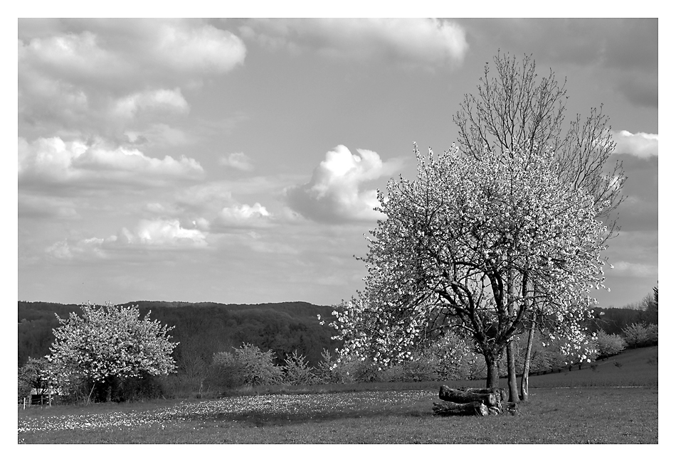 Kirschblüte