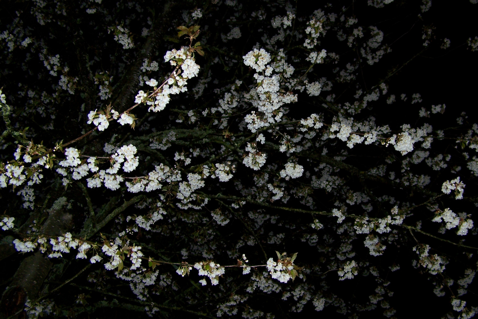 Kirschblüte bei der Nacht