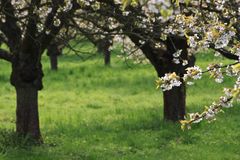 Kirschblüte bei Dohrenbach