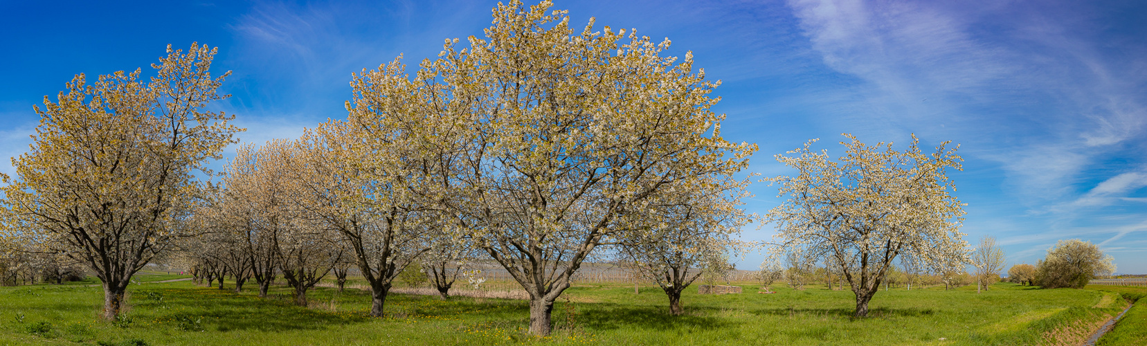 Kirschblüte bei Freinsheim