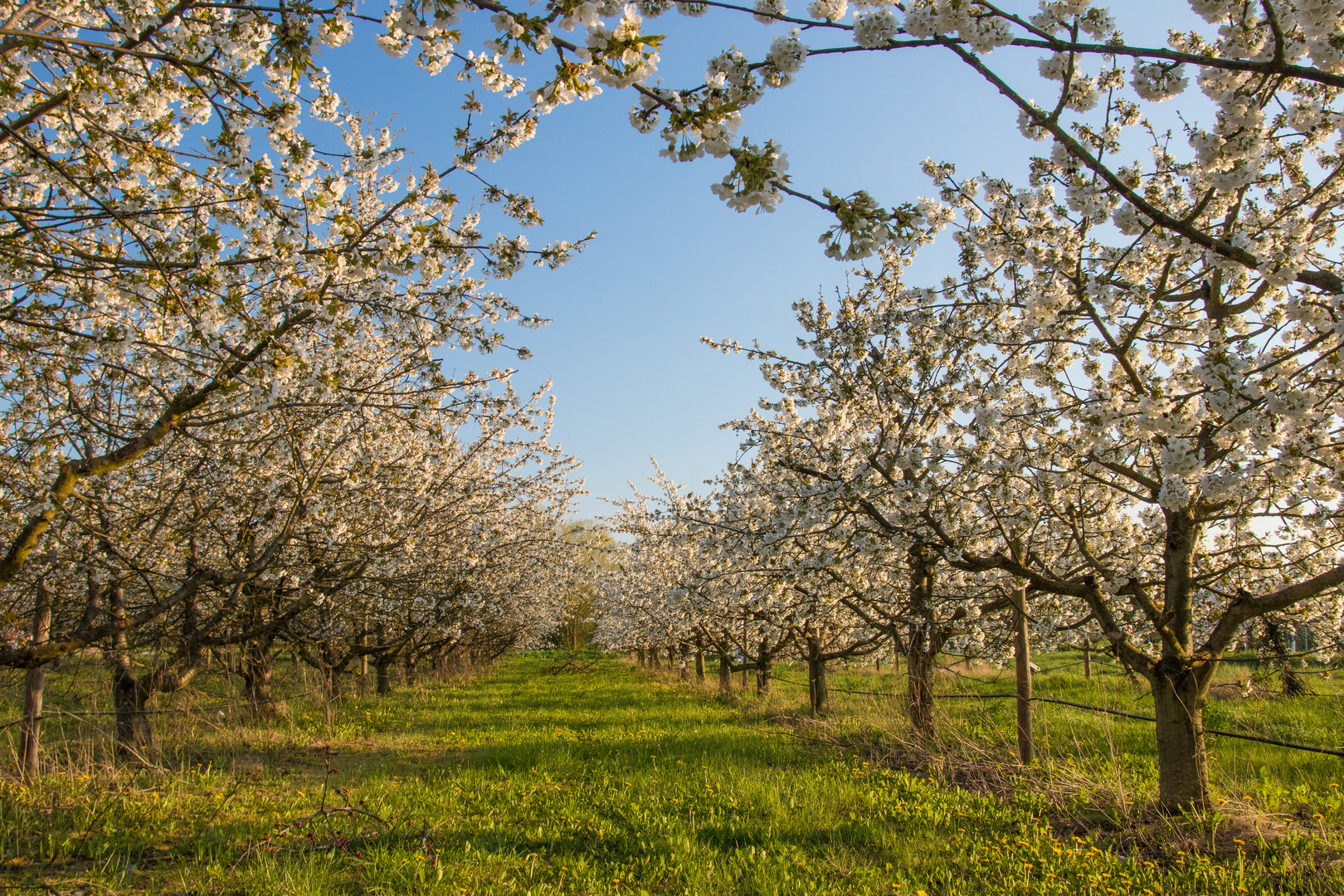 Kirschblüte bei Freinsheim