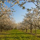 Kirschblüte bei Freinsheim