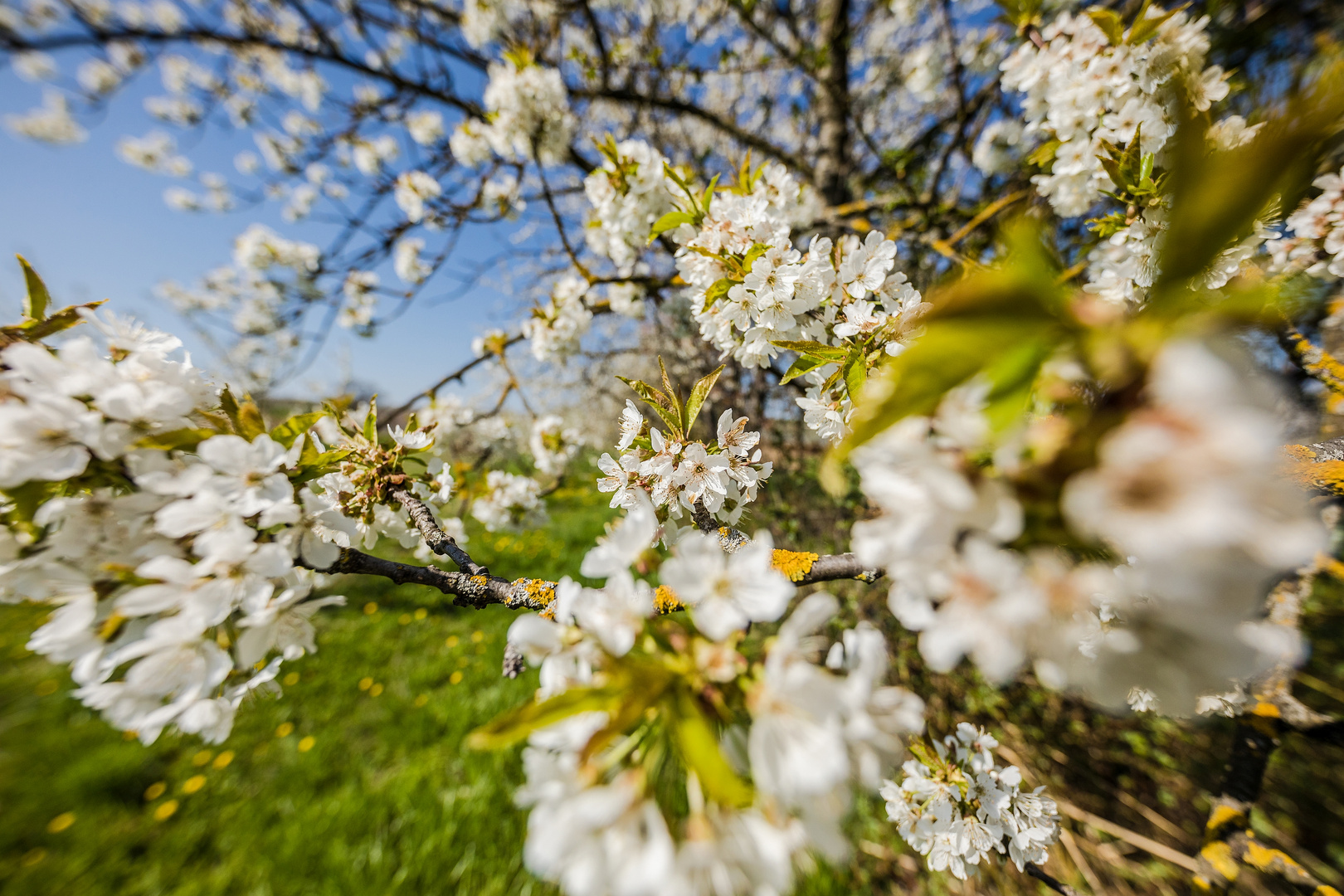 Kirschblüte bei Freinsheim