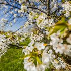 Kirschblüte bei Freinsheim