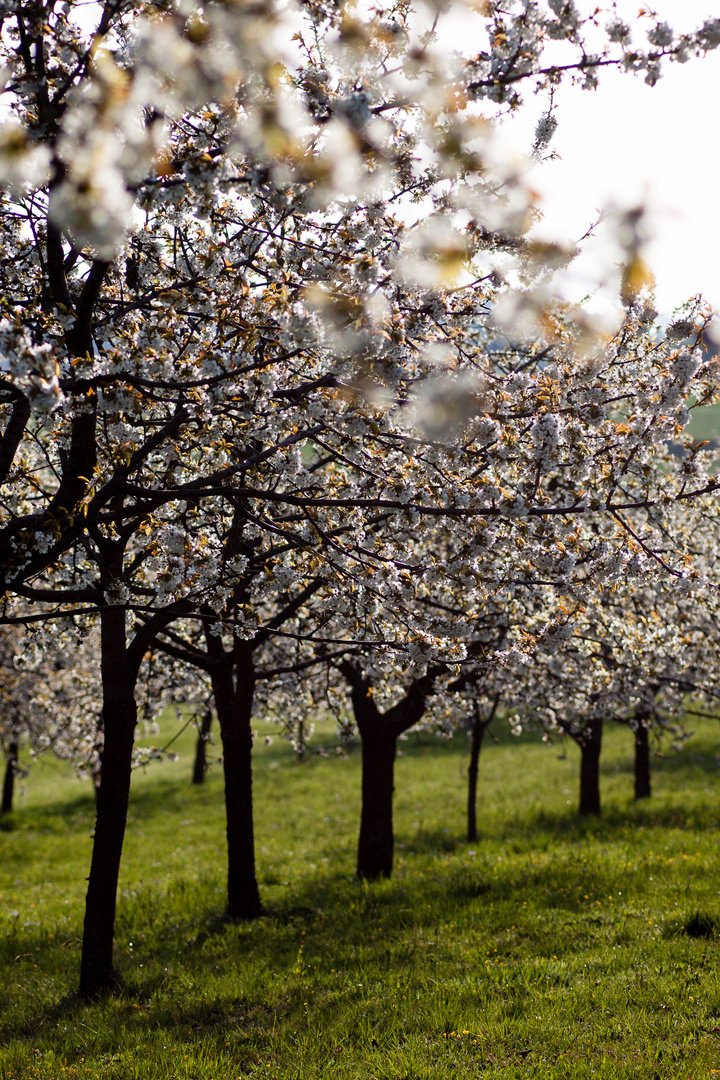 Kirschblüte bei Kalchreuth