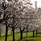 Kirschblüte bei Kalchreuth