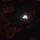Kirschblüte bei Mond