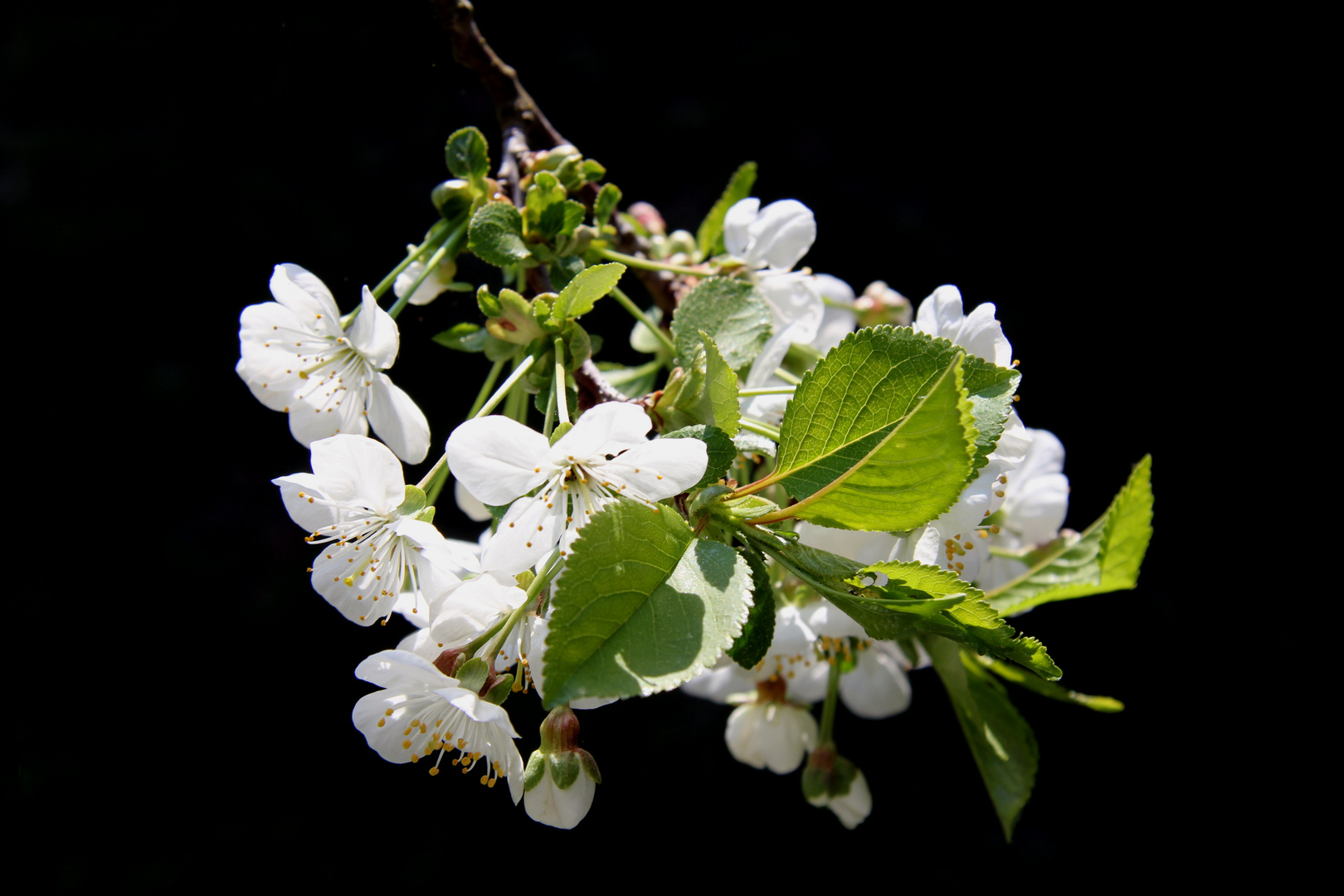 Kirschblüte bei Nacht