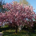 Kirschblüte bei Planten un Blomen