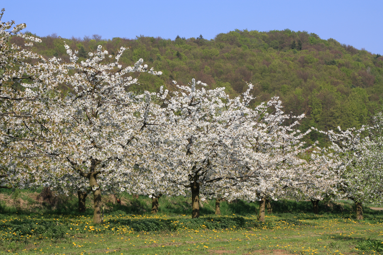 Kirschblüte bei Pretzfeld