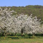 Kirschblüte bei Pretzfeld