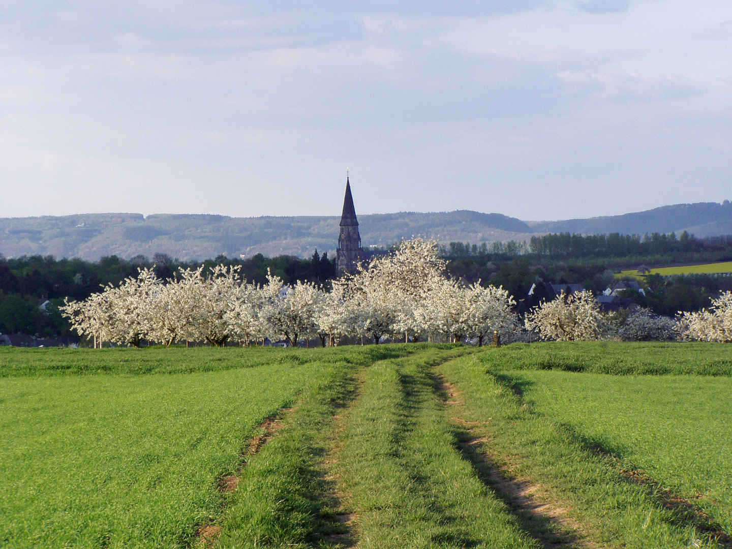 Kirschblüte bei Rübenach