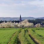 Kirschblüte bei Rübenach