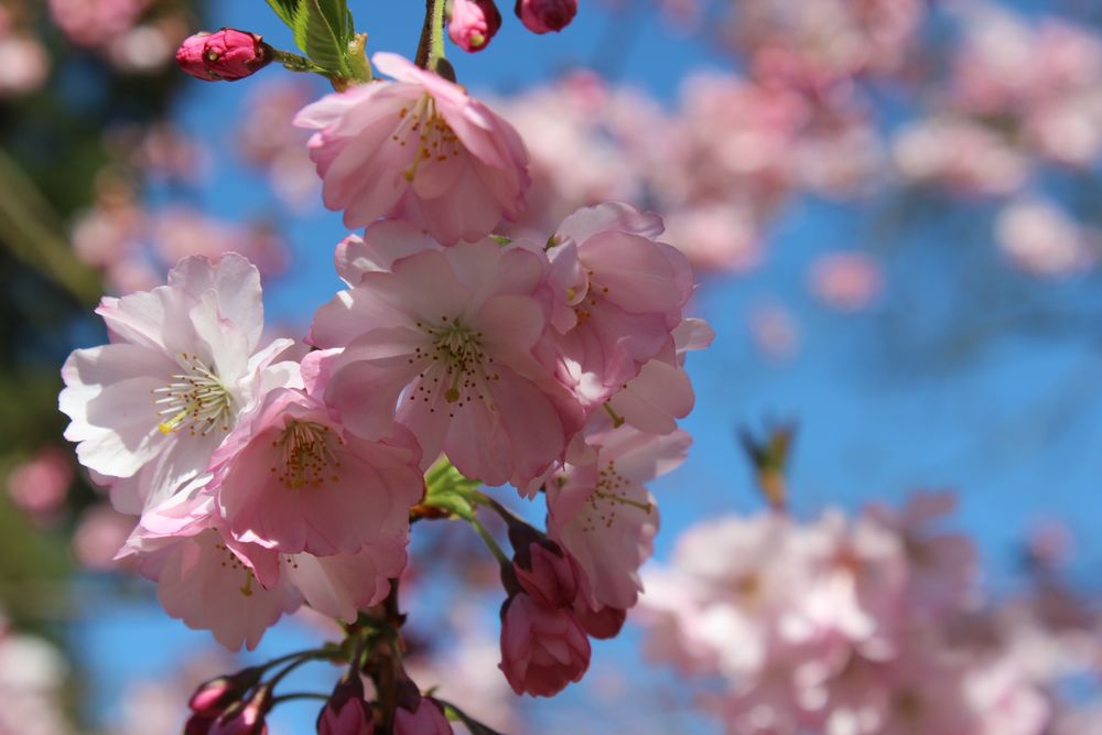 Kirschblüte bei Schloß Moyland