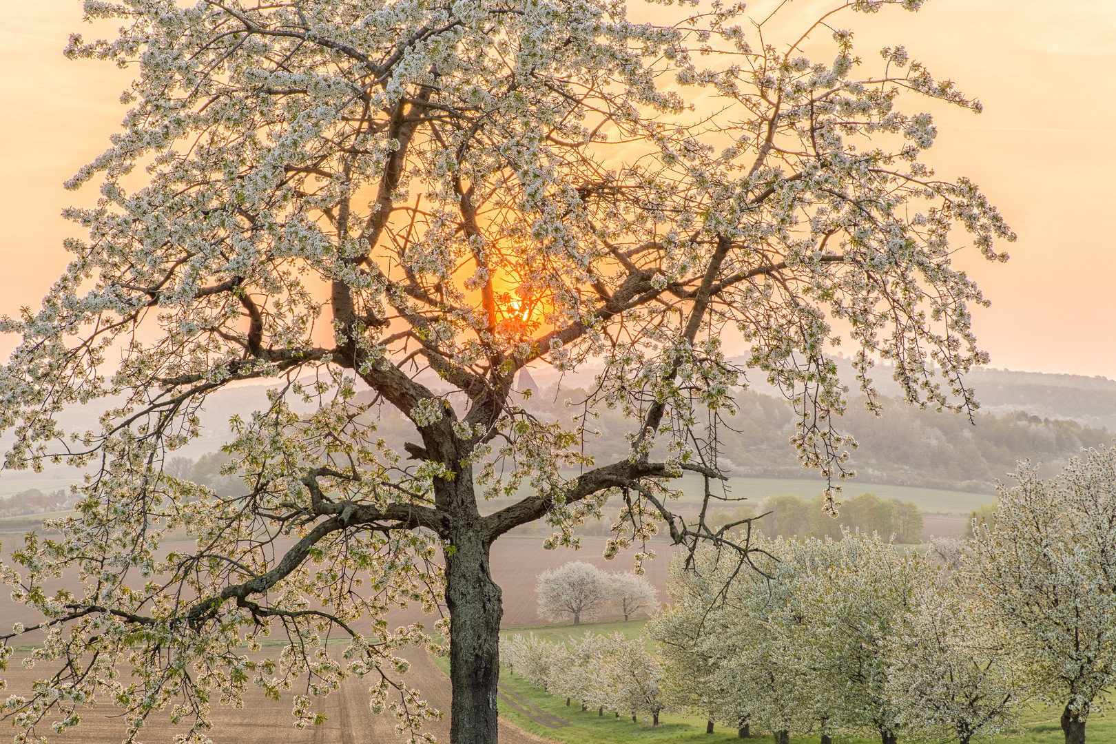 Kirschblüte bei Sonnenaufgang