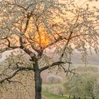 Kirschblüte bei Sonnenaufgang