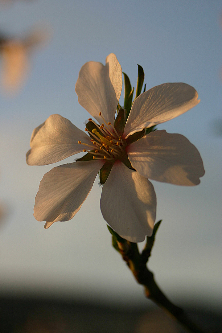 Kirschblüte bei Sonnenuntergang