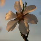 Kirschblüte bei Sonnenuntergang