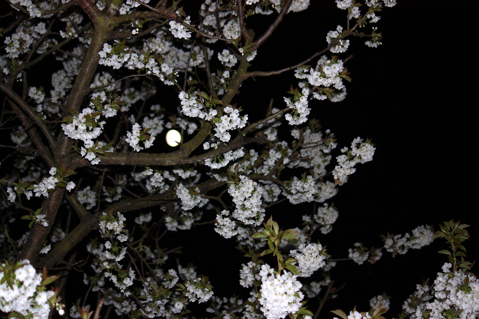 Kirschblüte bei Vollmond