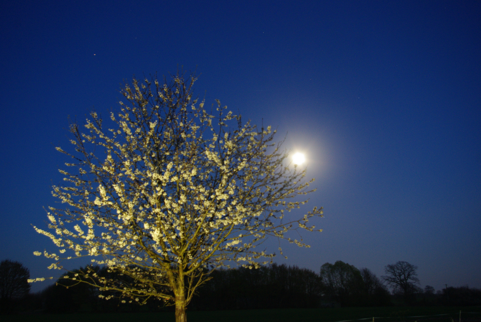 Kirschblüte bei Vollmond