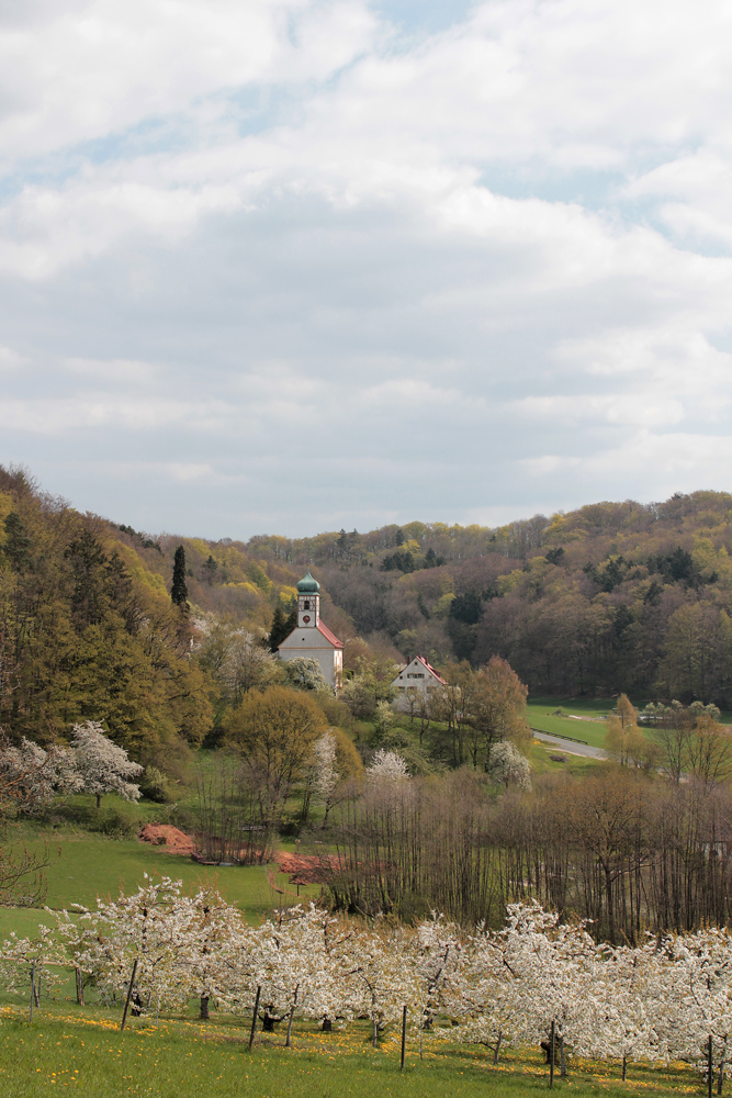 Kirschblüte bei Walkersbrunn