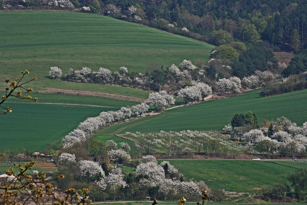 Kirschblüte bei Witzenhausen