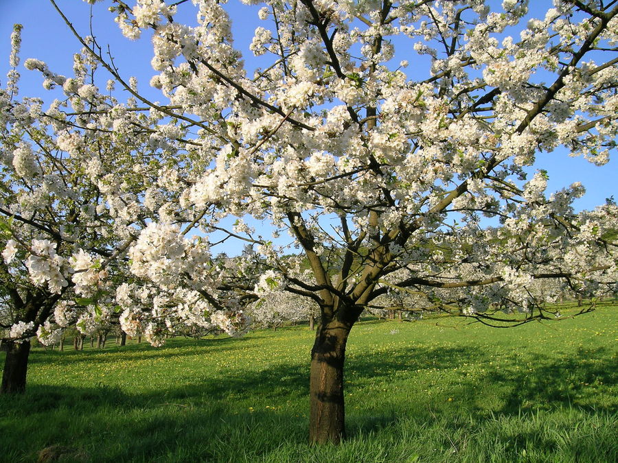 Kirschblüte bei Witzenhausen