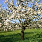 Kirschblüte bei Witzenhausen